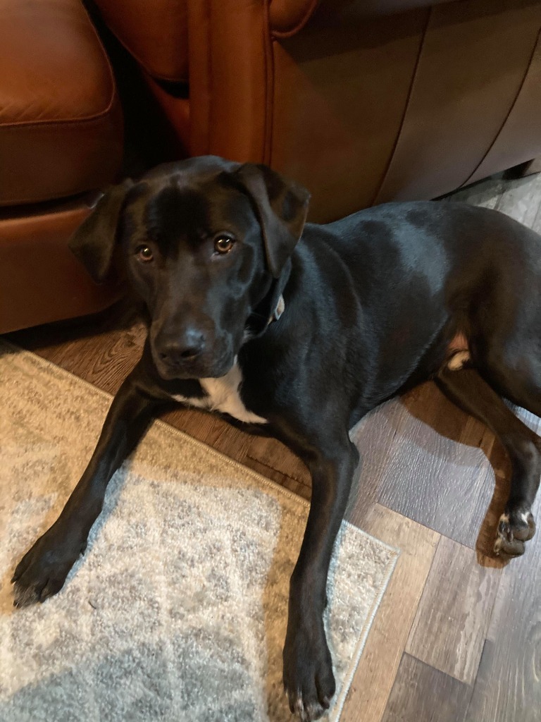 Buzz, an adoptable Labrador Retriever, Hound in Waxhaw, NC, 28173 | Photo Image 3