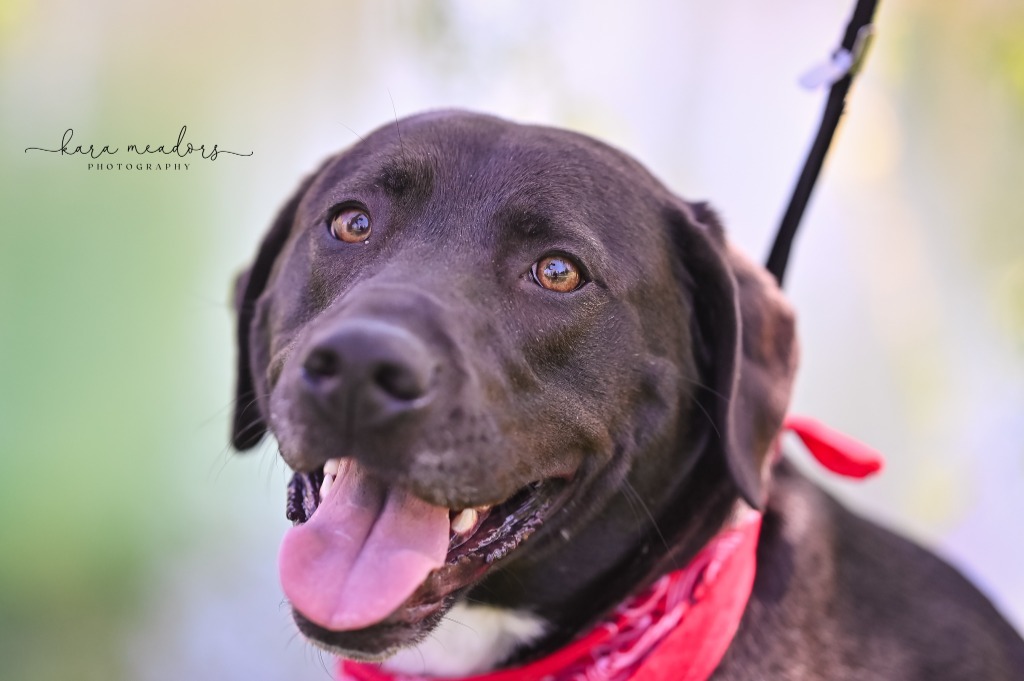 Buzz, an adoptable Labrador Retriever, Hound in Waxhaw, NC, 28173 | Photo Image 4