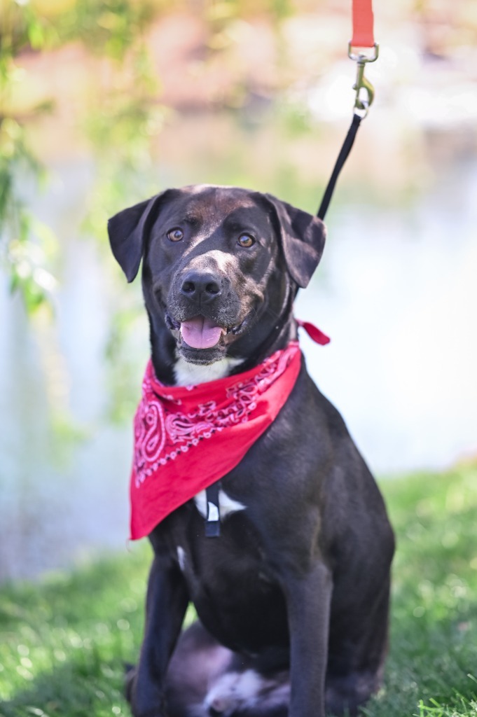 Buzz, an adoptable Labrador Retriever, Hound in Waxhaw, NC, 28173 | Photo Image 5