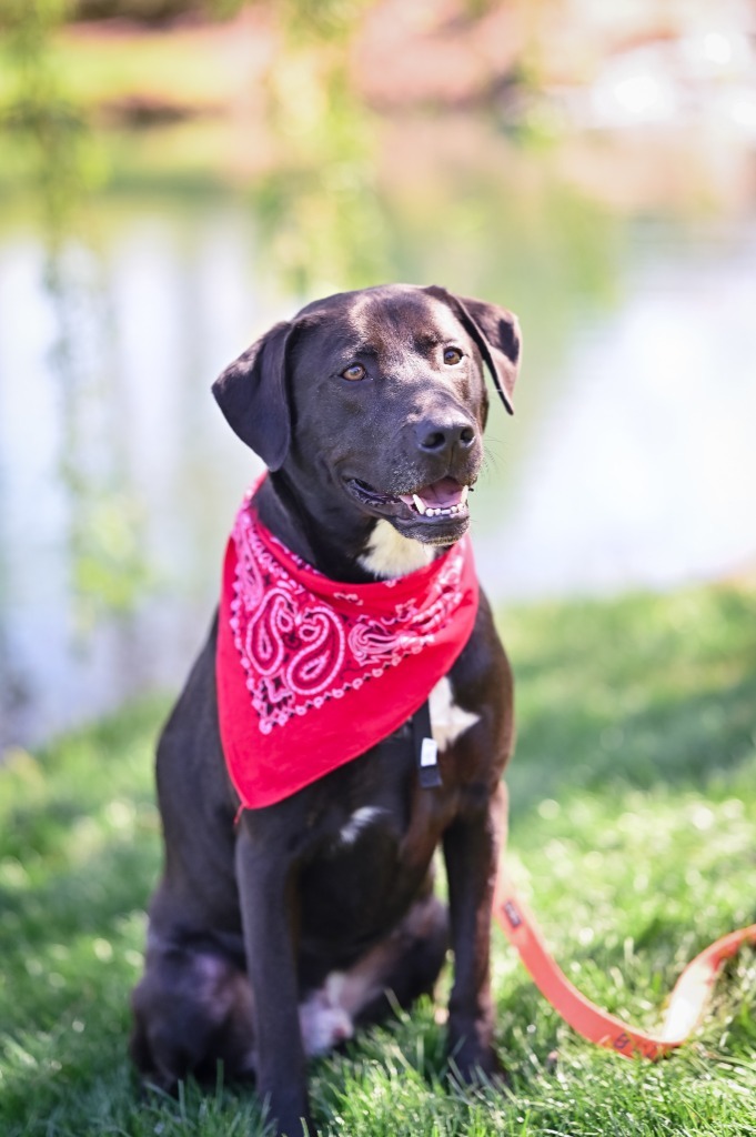 Buzz, an adoptable Labrador Retriever, Hound in Waxhaw, NC, 28173 | Photo Image 6