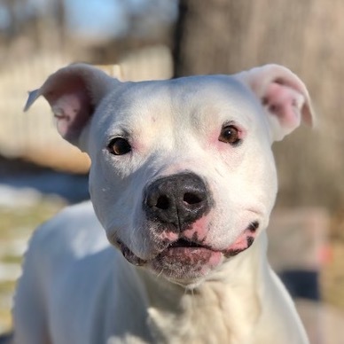 Bozzy, an adoptable Dogo Argentino in Auburn, NE, 68305 | Photo Image 1