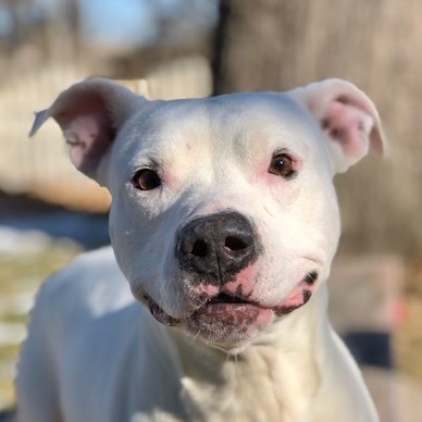 Pitbull mixed best sale with dogo argentino