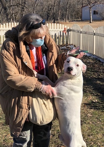 Bozzy, an adoptable Dogo Argentino in Auburn, NE, 68305 | Photo Image 2