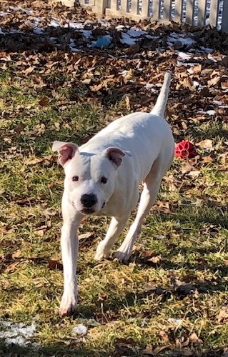 Bozzy, an adoptable Dogo Argentino in Auburn, NE, 68305 | Photo Image 3