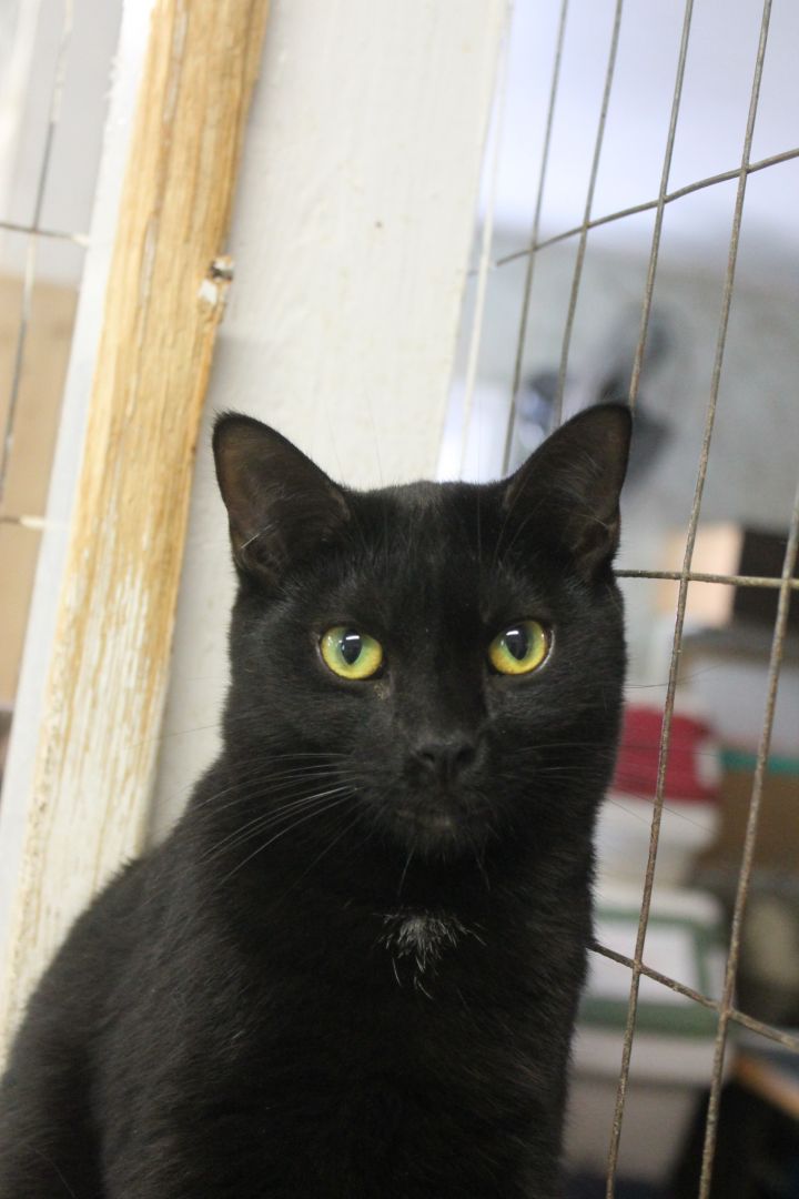 Goose(shelter closing), an adopted Domestic Short Hair in Richland, NY_image-2