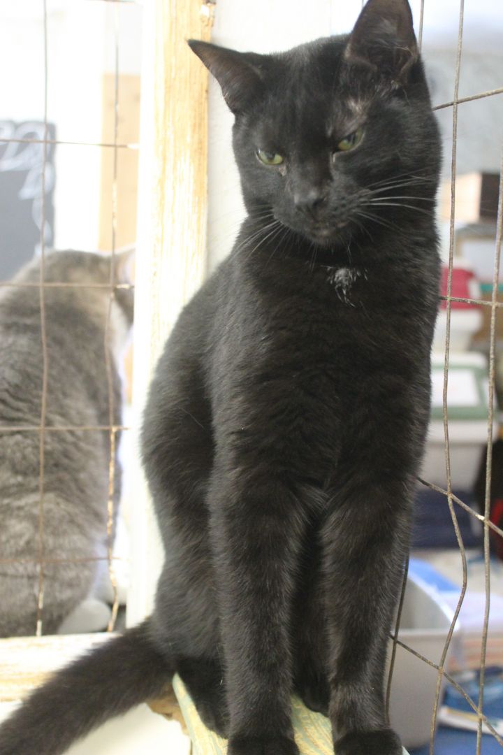 Goose(shelter closing), an adopted Domestic Short Hair in Richland, NY_image-1