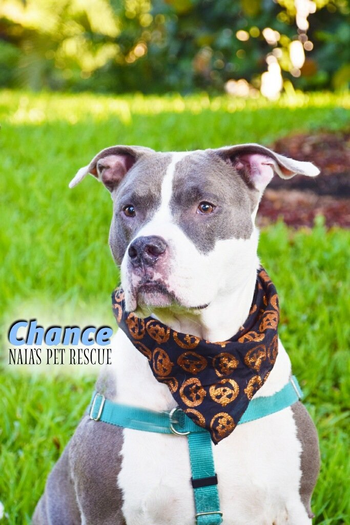 Chance, an adoptable Terrier in Pompano Beach, FL, 33064 | Photo Image 1
