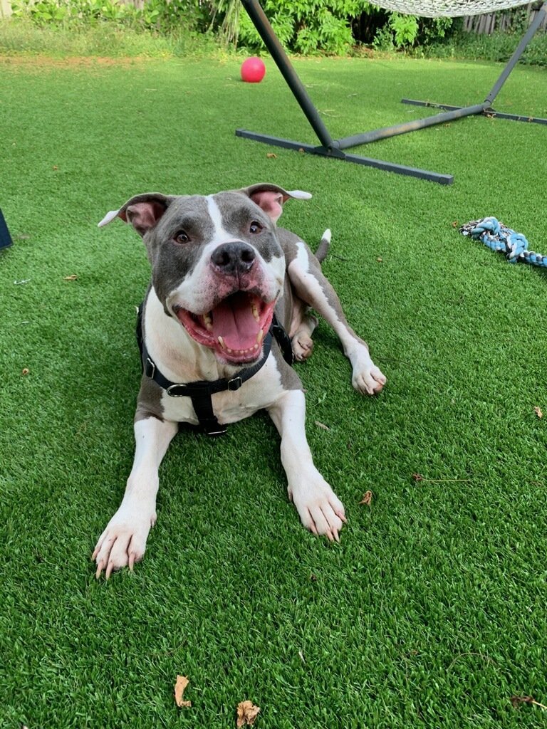 Chance, an adoptable Terrier in Pompano Beach, FL, 33064 | Photo Image 2