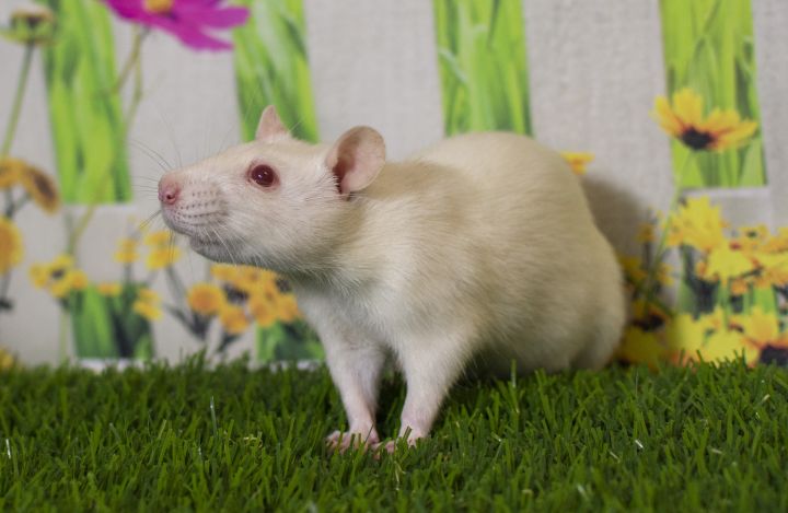 Ratsy Cline (29270/650), an adopted Rat in Manassas, VA_image-2