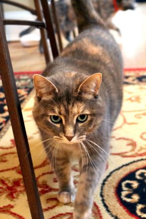 Renee Dilute Calico Cat