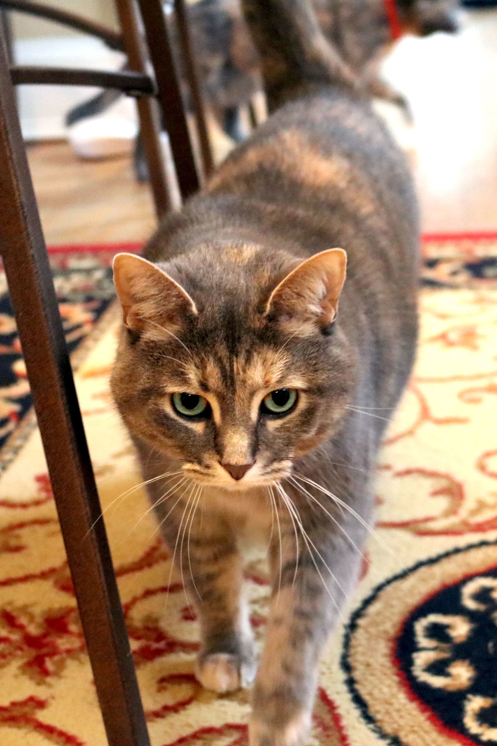 Renee, an adoptable Dilute Calico, Tabby in Buford, GA, 30518 | Photo Image 1