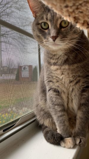 Sweet Renee was surrendered by her family when she was no longer convenient Shes a sweet chunky 