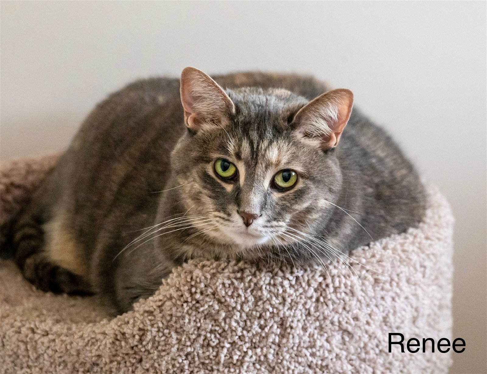 Renee, an adoptable Dilute Calico, Tabby in Buford, GA, 30518 | Photo Image 3