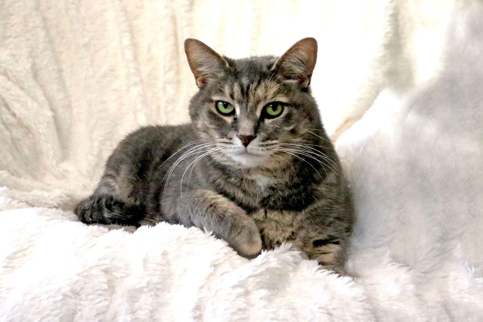 Renee, an adoptable Dilute Calico, Tabby in Buford, GA, 30518 | Photo Image 3