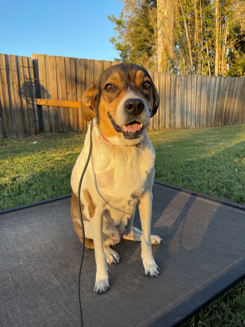 Rainbow, an adoptable Retriever, Beagle in Orlando, FL, 32861 | Photo Image 2