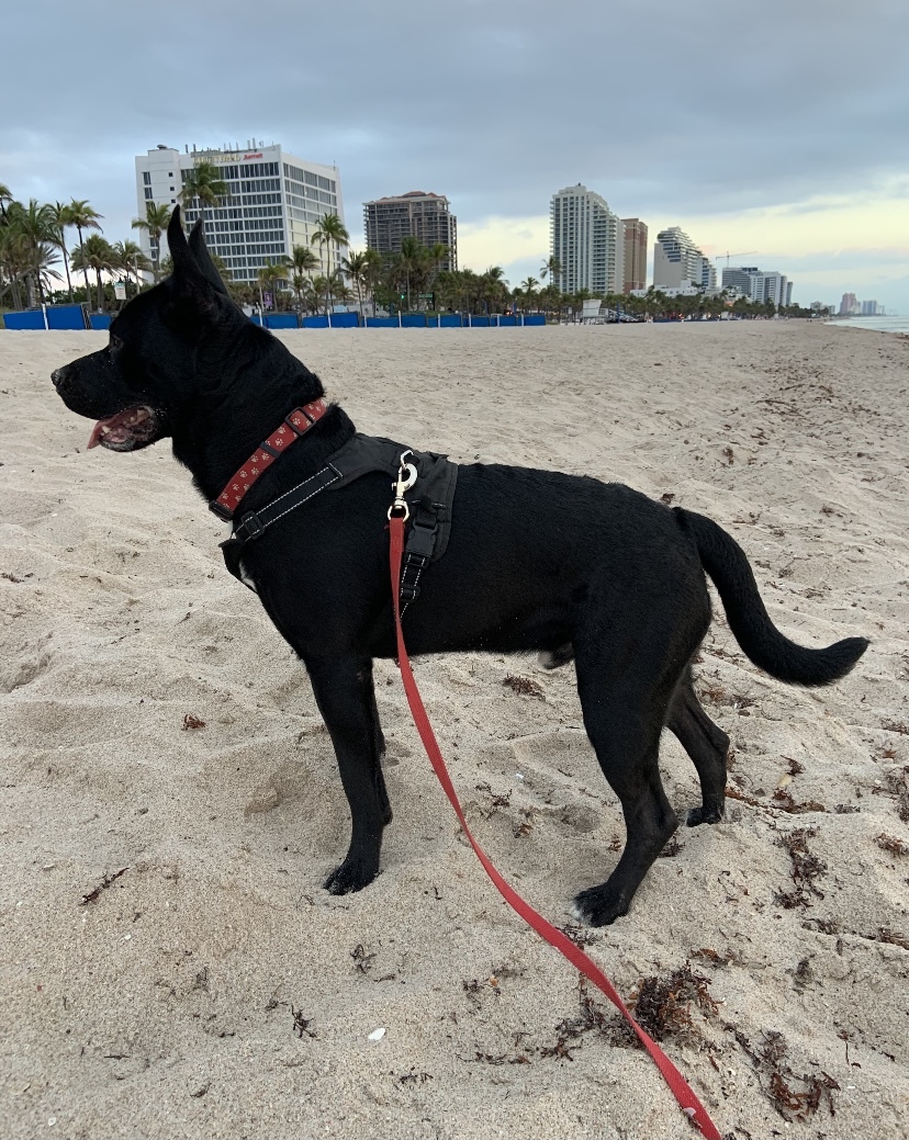 Archer, an adoptable German Shepherd Dog in Fort Lauderdale, FL, 33315 | Photo Image 2