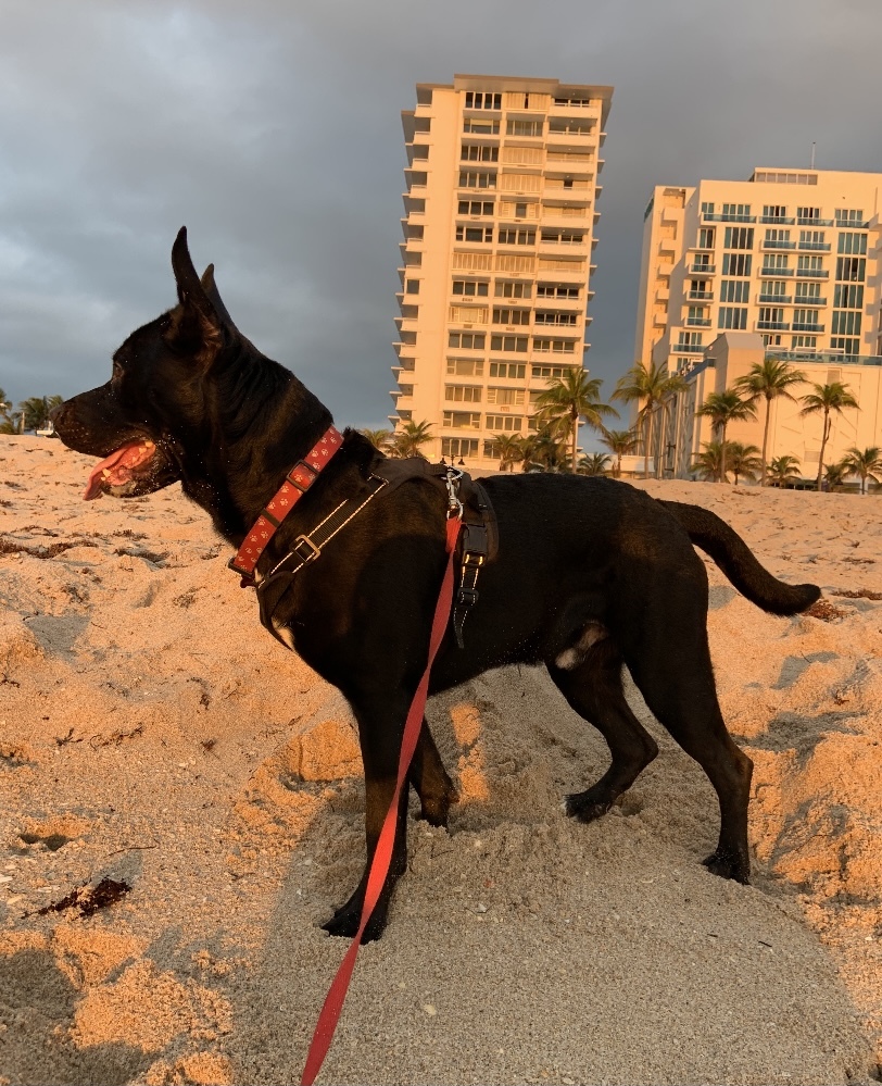Archer, an adoptable German Shepherd Dog in Fort Lauderdale, FL, 33315 | Photo Image 3