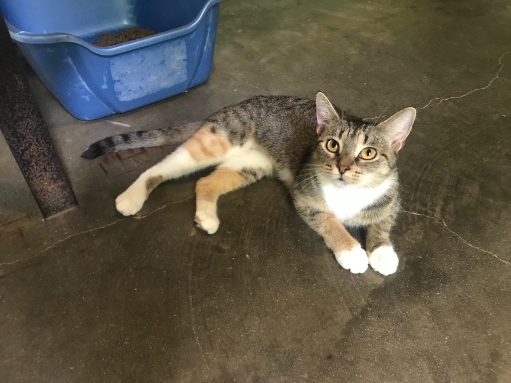 Dalia, an adoptable Domestic Short Hair in Pittsboro, NC, 27312 | Photo Image 1