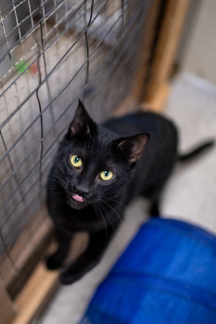 Duck(shelter closing), an adopted Domestic Short Hair in Richland, NY_image-3