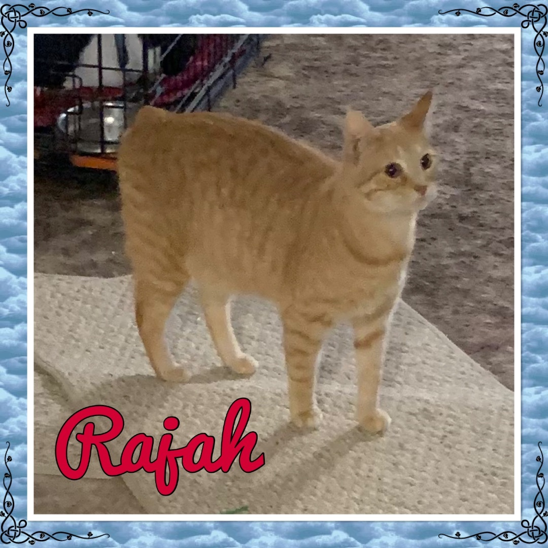 Rayah, an adoptable Tabby, American Bobtail in Lebanon, MO, 65536 | Photo Image 1