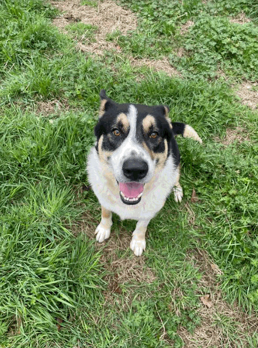 Beau, an adoptable Shepherd, Bernese Mountain Dog in Jackson, MS, 39213 | Photo Image 1