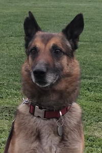 Tarko, an adoptable German Shepherd Dog in Sacramento, CA, 95827 | Photo Image 1