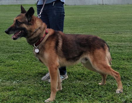 Tarko, an adoptable German Shepherd Dog in Sacramento, CA, 95827 | Photo Image 2