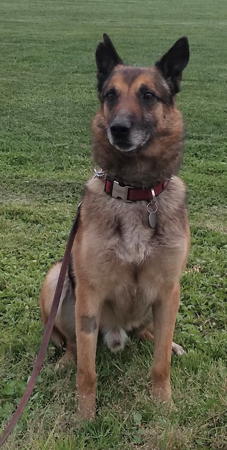 Tarko, an adoptable German Shepherd Dog in Sacramento, CA, 95827 | Photo Image 3