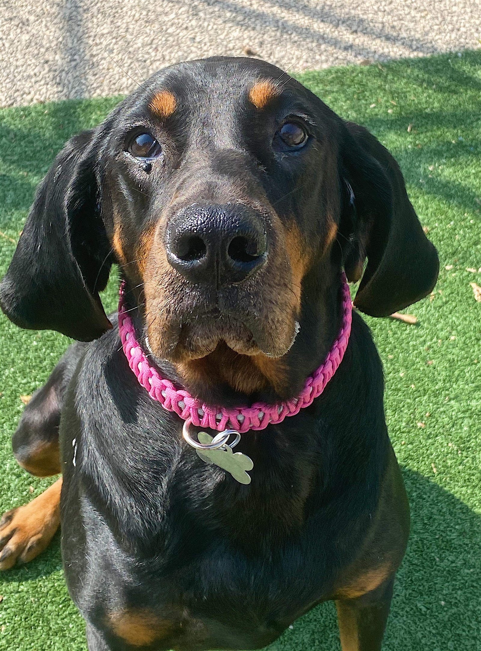 Velma, an adoptable Black and Tan Coonhound in Cedar Rapids, IA, 52405 | Photo Image 1