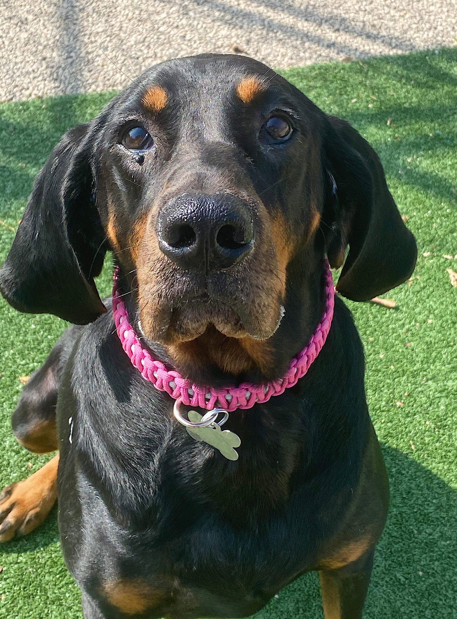 Velma, an adoptable Black and Tan Coonhound in Cedar Rapids, IA, 52405 | Photo Image 1