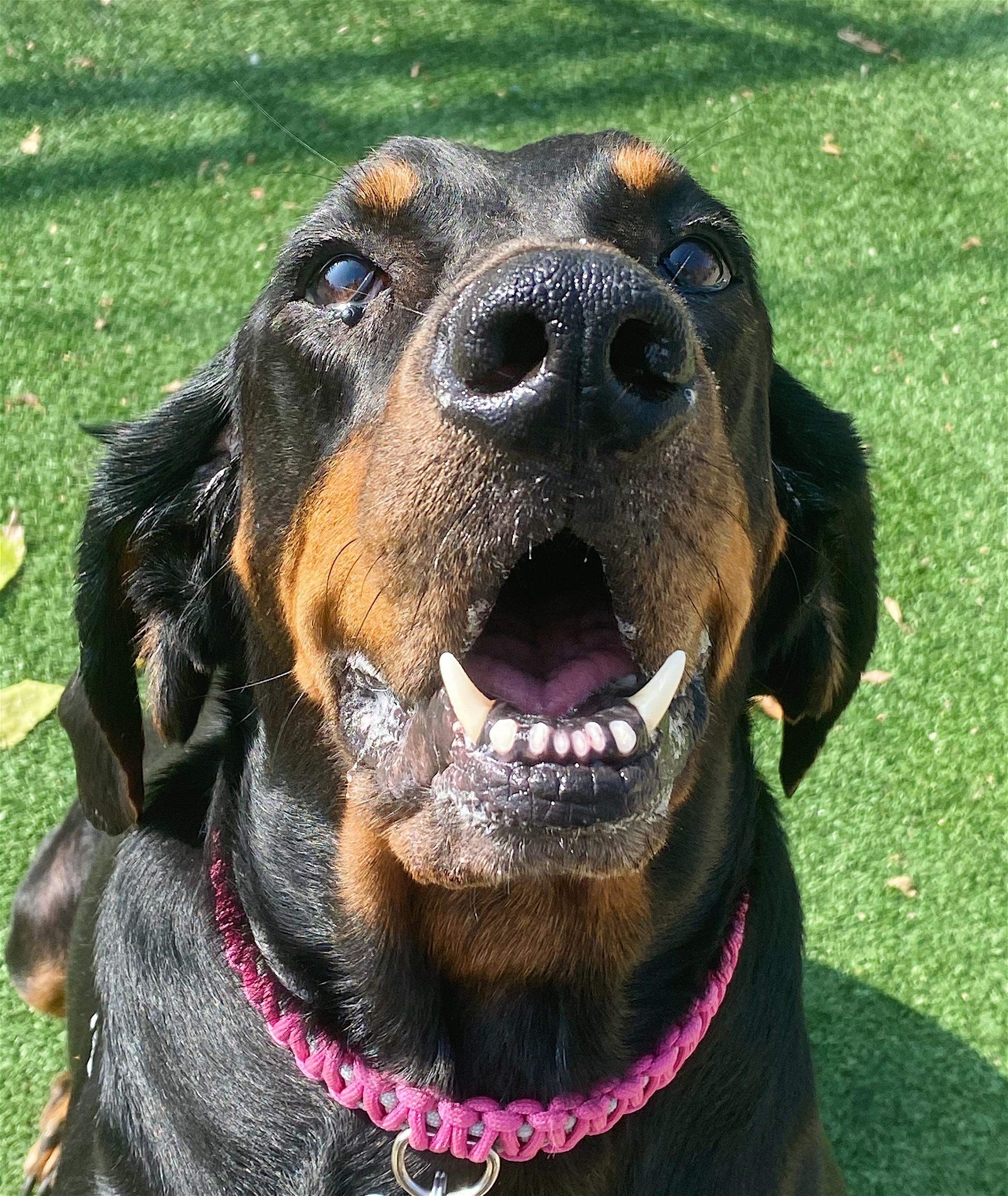 Velma, an adoptable Black and Tan Coonhound in Cedar Rapids, IA, 52405 | Photo Image 2