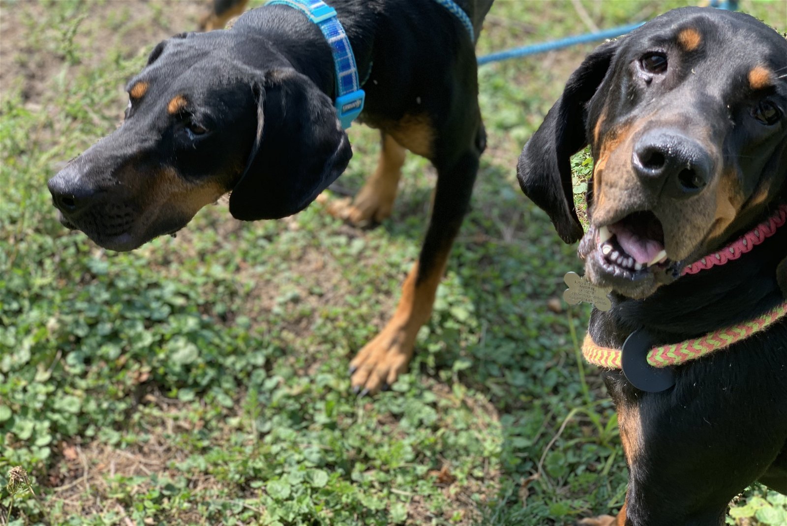 Velma, an adoptable Black and Tan Coonhound in Cedar Rapids, IA, 52405 | Photo Image 3