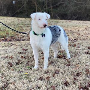 Dogs For Adoption Near Chattanooga Tn Petfinder