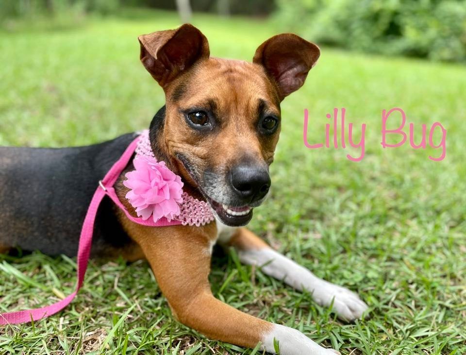 LILLY BUG, an adoptable Terrier, Beagle in Madisonville, LA, 70447 | Photo Image 1