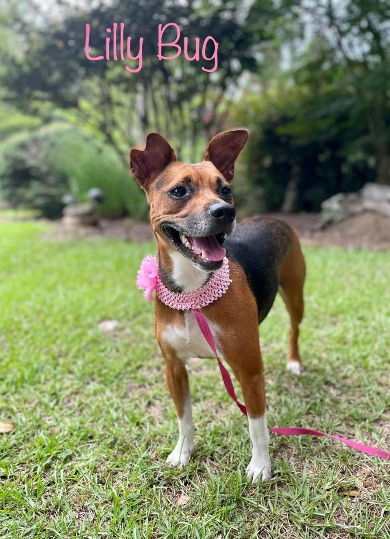 LILLY BUG, an adoptable Terrier, Beagle in Madisonville, LA, 70447 | Photo Image 2