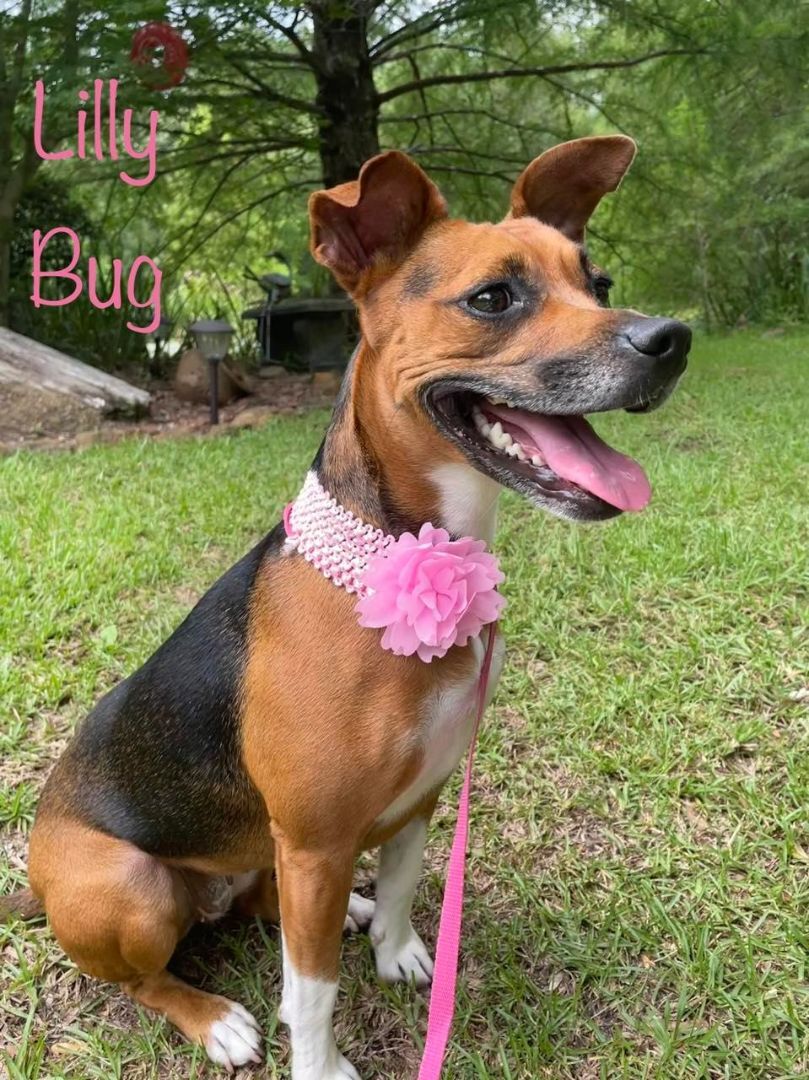 LILLY BUG, an adoptable Terrier, Beagle in Madisonville, LA, 70447 | Photo Image 3