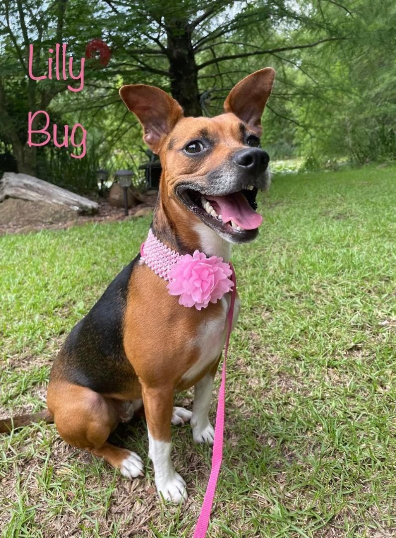 LILLY BUG, an adoptable Terrier, Beagle in Madisonville, LA, 70447 | Photo Image 4