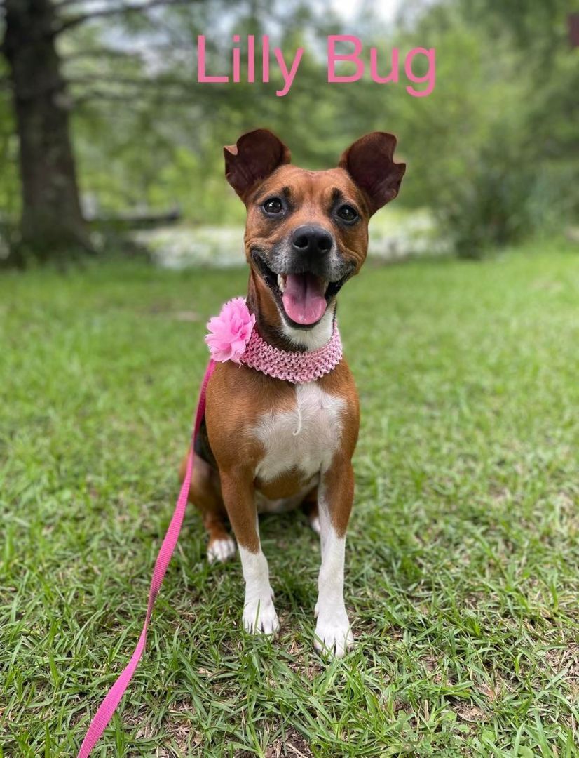 LILLY BUG, an adoptable Terrier, Beagle in Madisonville, LA, 70447 | Photo Image 5