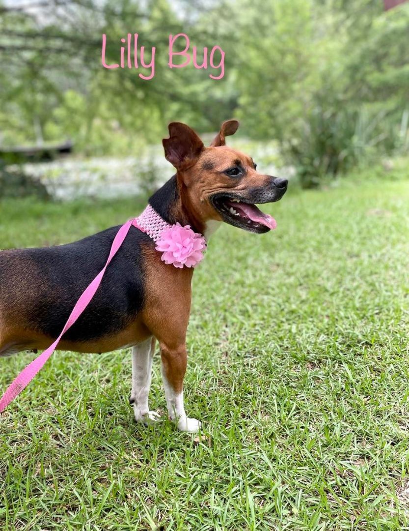 LILLY BUG, an adoptable Terrier, Beagle in Madisonville, LA, 70447 | Photo Image 6