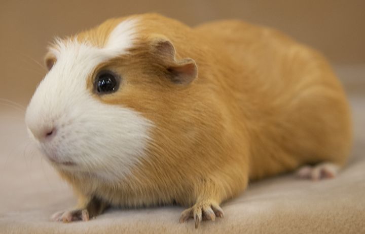 Rascal, an adopted Guinea Pig in Chicago, IL_image-2