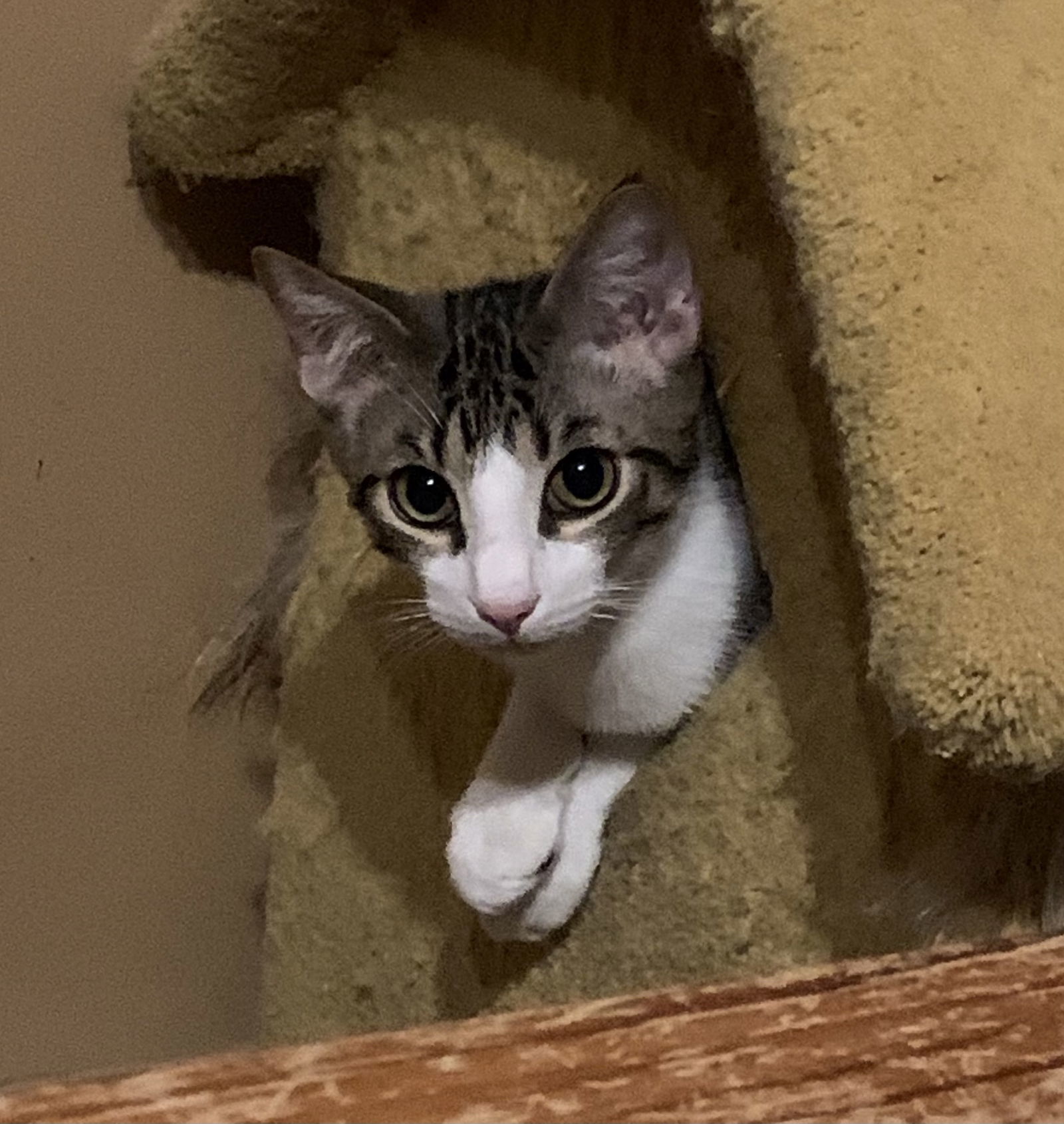 Theodore (Teddy), an adoptable Tabby, Domestic Short Hair in Hallandale, FL, 33008 | Photo Image 1