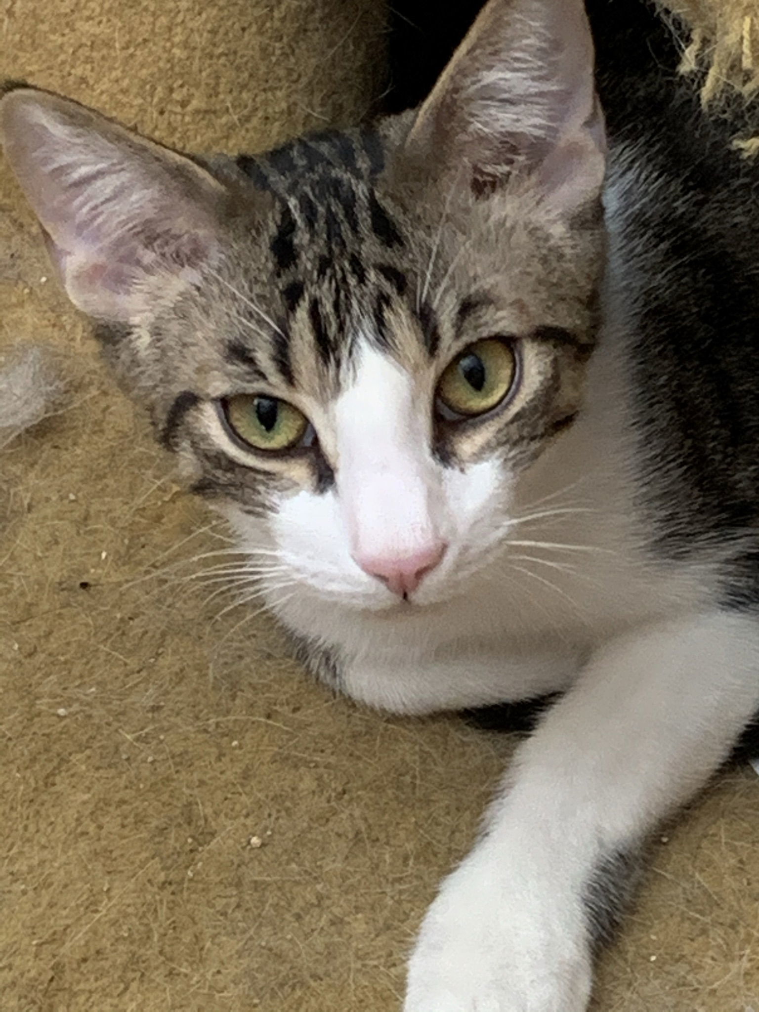 Theodore (Teddy), an adoptable Tabby, Domestic Short Hair in Hallandale, FL, 33008 | Photo Image 2