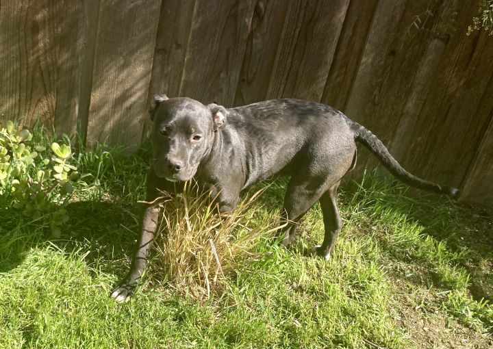 Cookie, an adopted Staffordshire Bull Terrier in Concord, CA_image-3