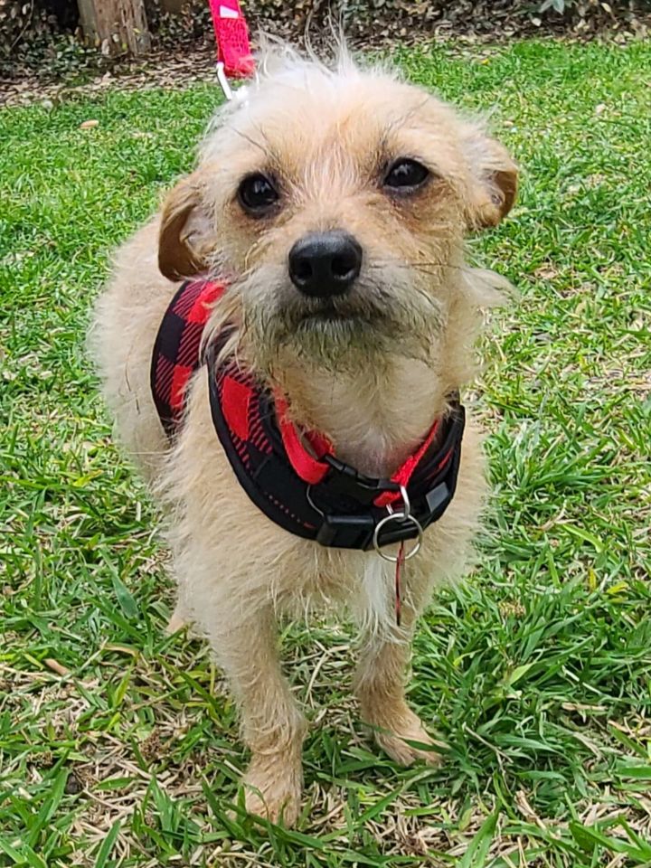 Dog for adoption - REXY, a Chiweenie & Wirehaired Terrier Mix in Grand  Prairie, TX | Petfinder
