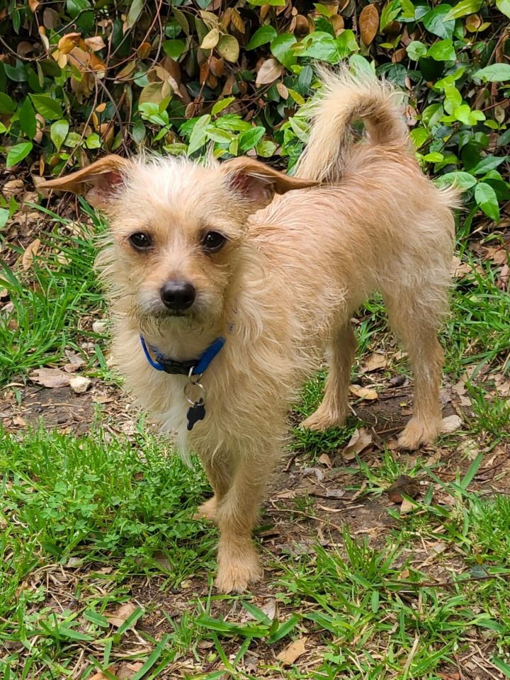 Dog For Adoption Rexy A Chiweenie Wirehaired Terrier Mix In Grand Prairie Tx Petfinder