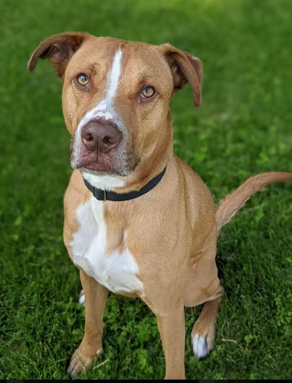 Sinatra, an adoptable Pit Bull Terrier, American Staffordshire Terrier in Villa Park, IL, 60181 | Photo Image 1