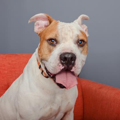 Fitz, an adoptable Pit Bull Terrier, Golden Retriever in Kanab, UT, 84741 | Photo Image 1