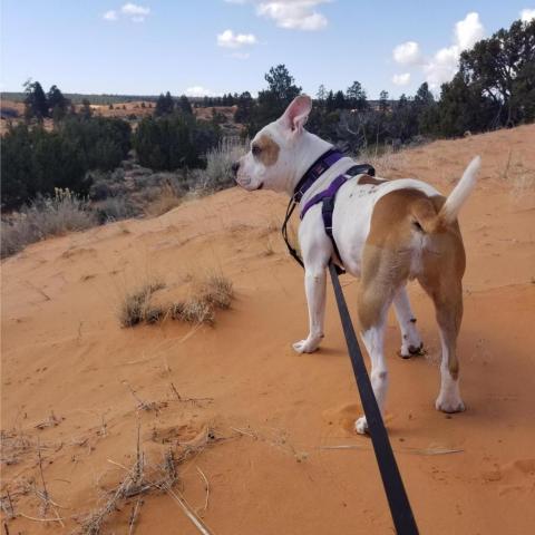 Fitz, an adoptable Pit Bull Terrier, Golden Retriever in Kanab, UT, 84741 | Photo Image 2