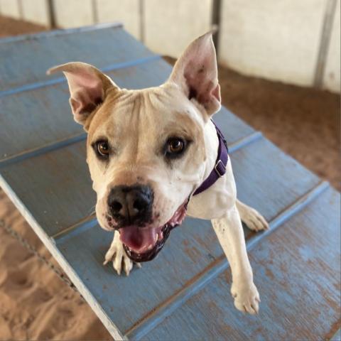 Fitz, an adoptable Pit Bull Terrier, Golden Retriever in Kanab, UT, 84741 | Photo Image 6