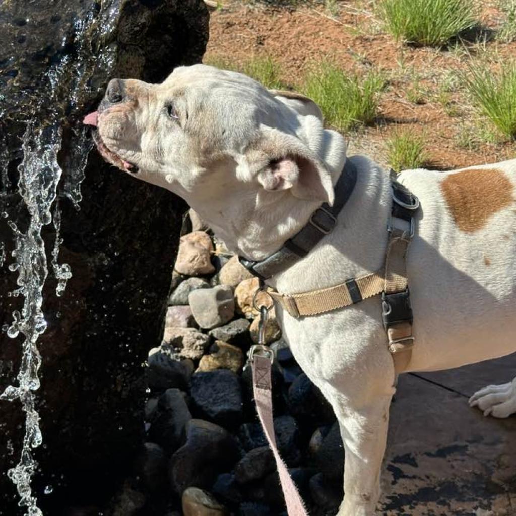 Fitz, an adoptable Pit Bull Terrier, Golden Retriever in Kanab, UT, 84741 | Photo Image 6